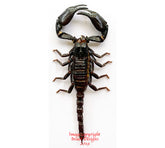 Heterometrus cyaneus (Java) A2